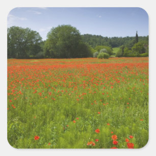 Poppy field, Chiusi, Italy Square Sticker