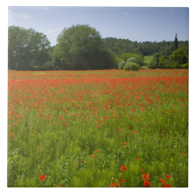 Poppy field, Chiusi, Italy Tile (Front)
