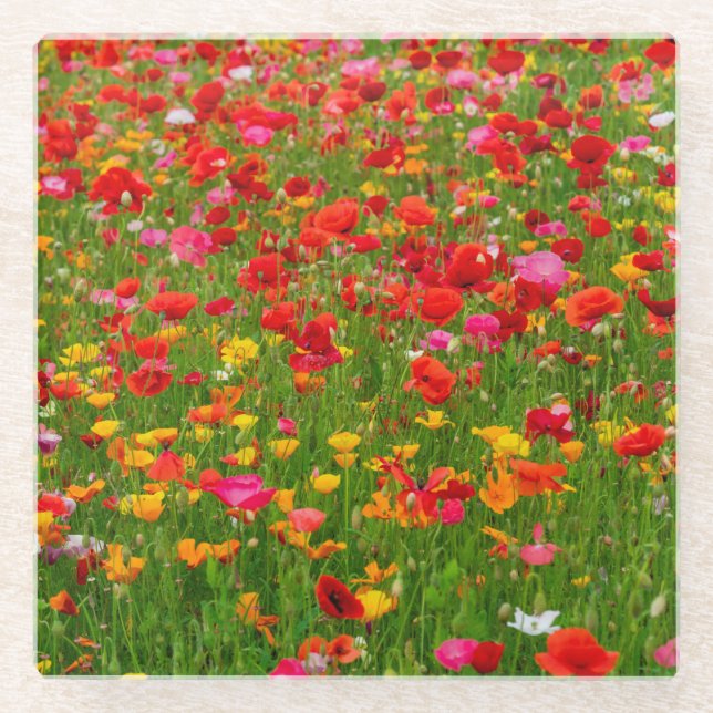 Poppy Field Glass Coaster (Front)