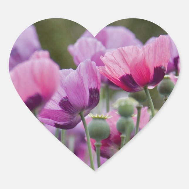 Poppy Field Heart Sticker (Front)