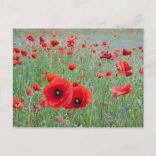 Poppy field in Vernon. Postcard