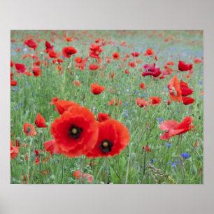 Poppy field in Vernon. Poster