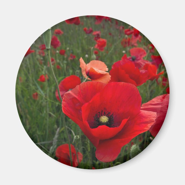 Poppy Field Magnet (Front)