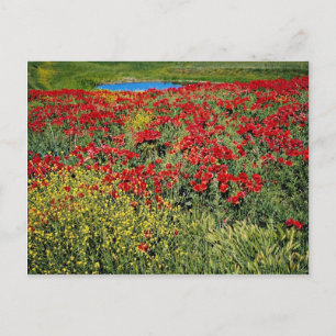Poppy field, Middle Atlas, Morocco  flowers Postcard