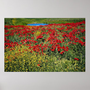 Poppy field, Middle Atlas, Morocco  flowers Poster