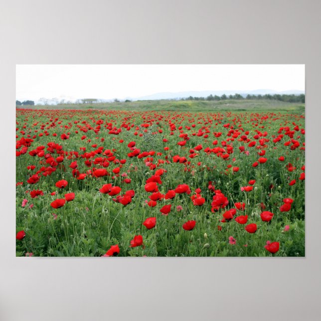 Poppy field nature landscape red flowers poster (Front)