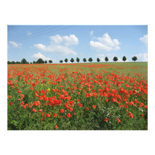 Poppy Field Photo Print