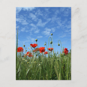 Poppy Field Post Card
