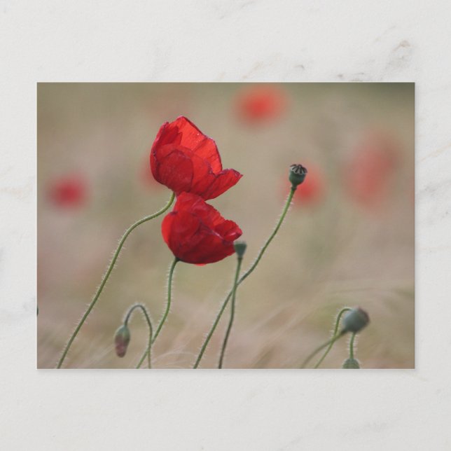 Poppy field postcard (Front)