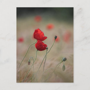 Poppy field postcard