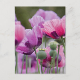 Poppy Field Postcard