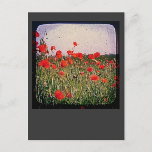 Poppy Field Postcard (Front)