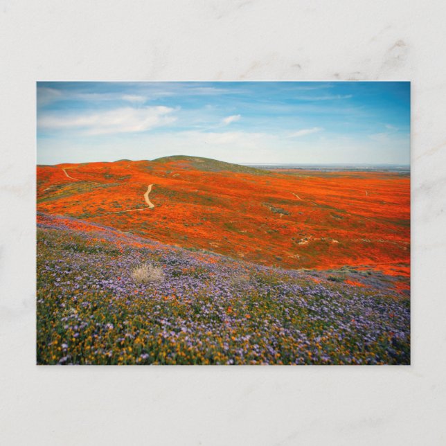 Poppy Field Postcard (Front)