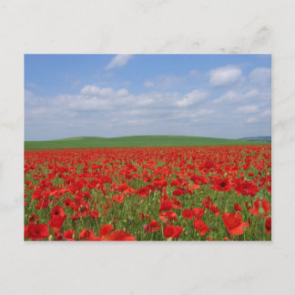 Poppy Field Postcard