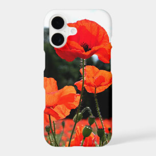 Poppy Field, Red Poppies in Bloom