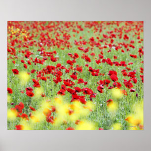 Poppy Field, Siena, Italy Poster