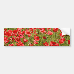 Poppy field - Stunning! Bumper Sticker
