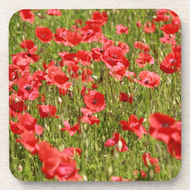 Poppy field - Stunning! Coaster (Front)