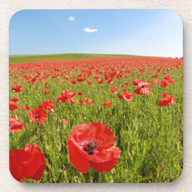 Poppy field - Stunning! Coaster (Front)