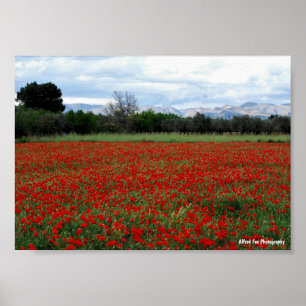 Poppy Field Tree Line Poster
