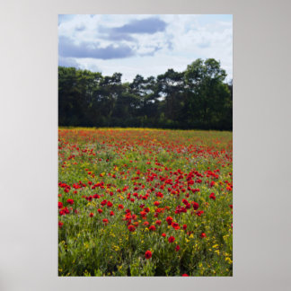 Poppy Fields I print