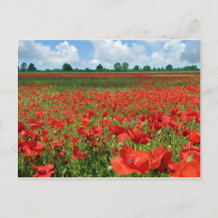 Poppy Fields Postcard