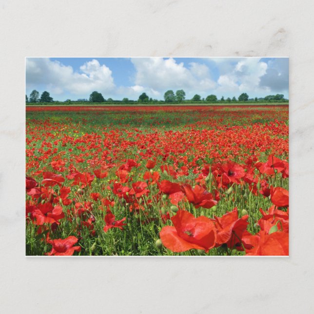 Poppy Fields Postcard (Front)