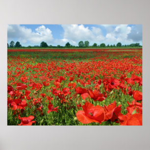 Poppy Fields Poster