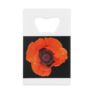 poppy flower after rain