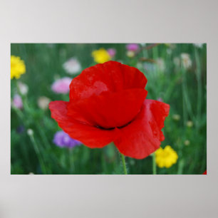 Poppy flower and meaning poster