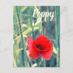 Poppy flower for gardeners and blossom lover gift holiday postcard