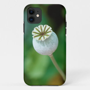 Poppy Flower Head Seed, Western Cape iPhone 11 Case