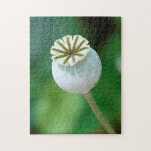 Poppy Flower Head Seed, Western Cape Jigsaw Puzzle