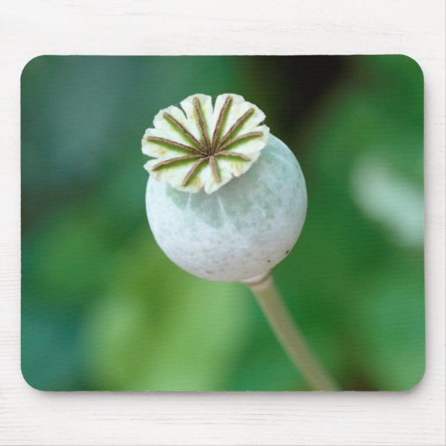 Poppy Flower Head Seed, Western Cape Mouse Mat (Front)