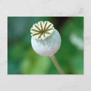 Poppy Flower Head Seed, Western Cape Postcard