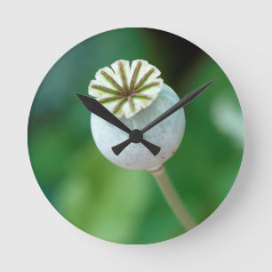 Poppy Flower Head Seed, Western Cape Round Clock