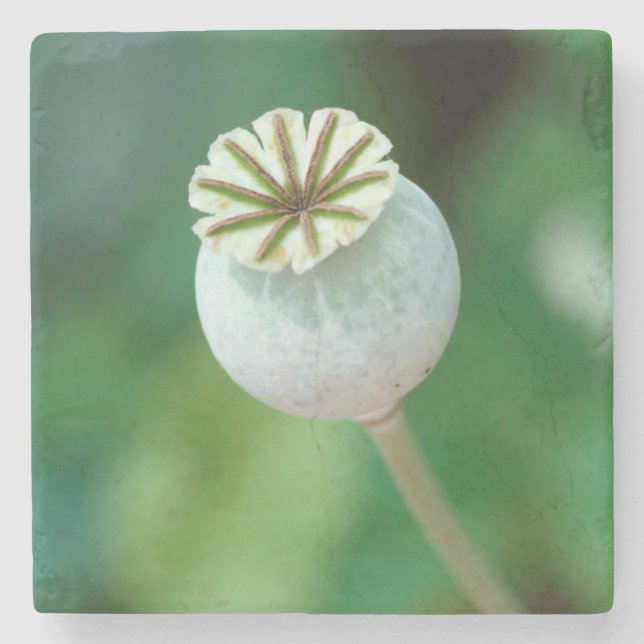 Poppy Flower Head Seed, Western Cape Stone Coaster (Front)