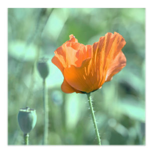Poppy Flower in the Summer Night   Photo Print