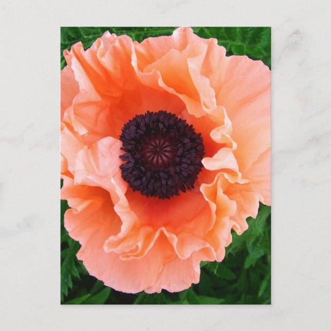 Poppy Flower Postcard (Front)
