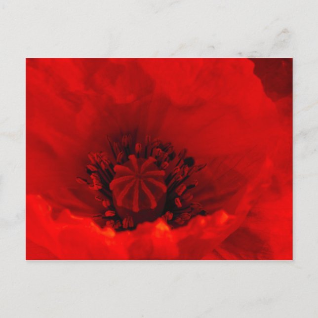 Poppy flower postcard (Front)