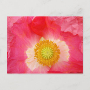 Poppy Flower postcards Pink Poppies Floral art