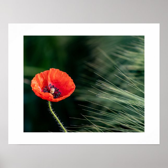 Poppy Flower Poster (Front)