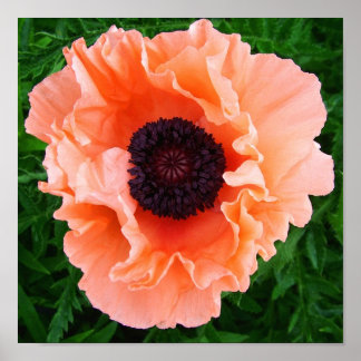 Poppy Flower Poster Print