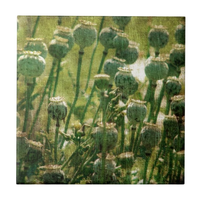 Poppy Flower Seed Pods Tile (Front)