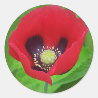 Poppy Flower Sticker