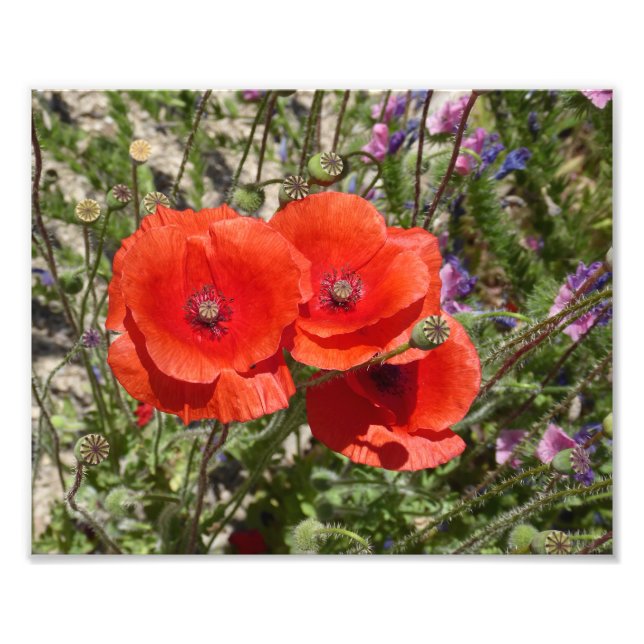 POPPY FLOWERS PHOTO PRINT (Front)