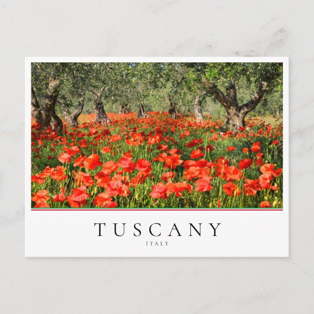 Poppy flowers under olive trees in Tuscany, Italy Postcard (Front)