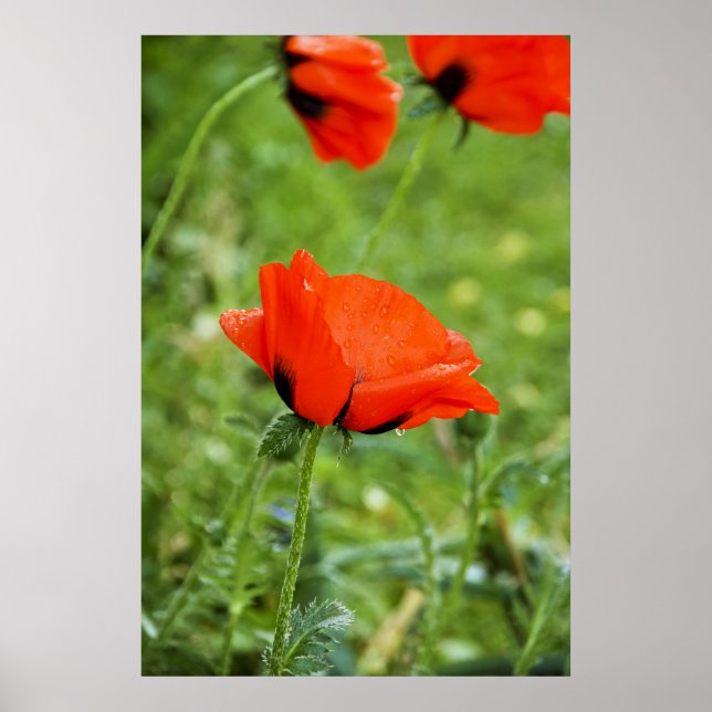 Poppy Framed Print (Front)