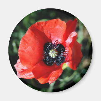 Poppy fridge magnet