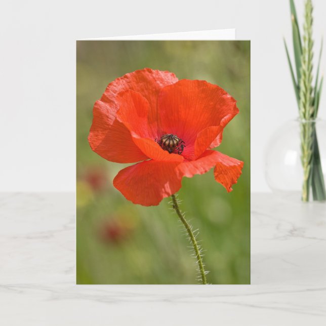 Poppy Greeting Card (Front)